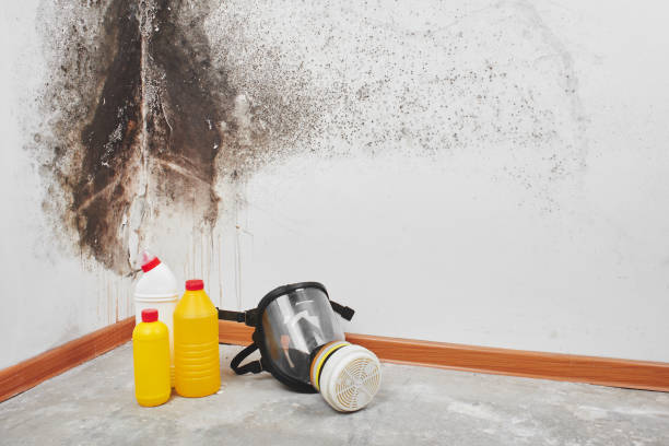 Best Fast Mold Removal  in Glasgow, VA
