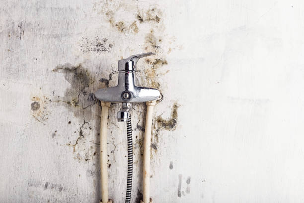 Trusted Glasgow, VA Mold Removal Experts