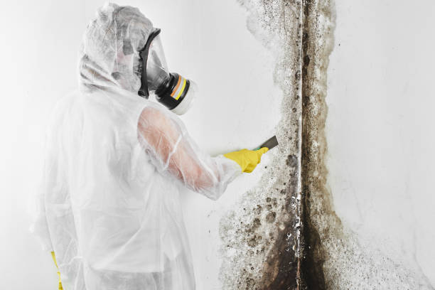 Best Affordable Mold Removal  in Glasgow, VA