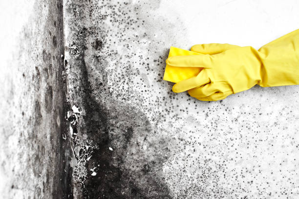 Trusted Glasgow, VA Mold Removal Experts