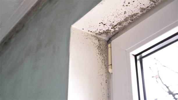 Best Affordable Mold Removal  in Glasgow, VA