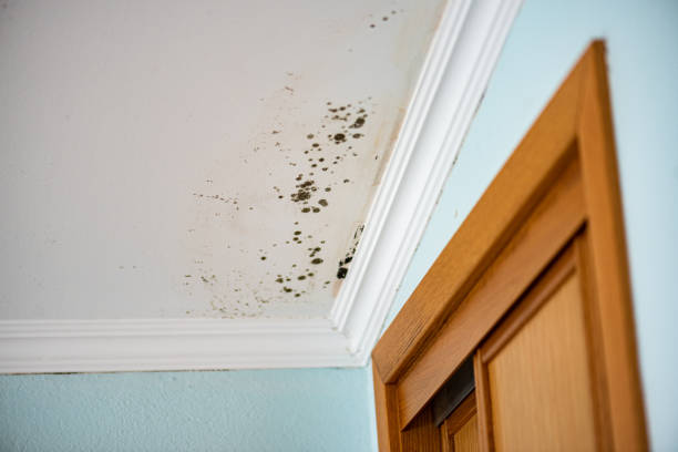 Crawl Space Mold Removal in Glasgow, VA