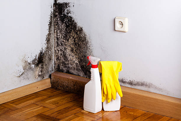 Best Mold Remediation  in Glasgow, VA