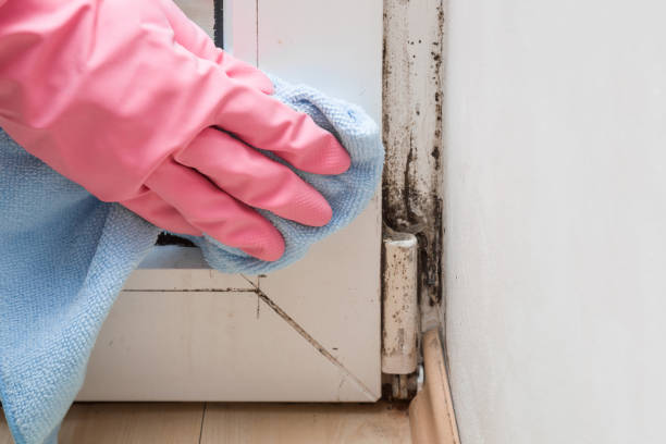 Best Mold Damage Repair  in Glasgow, VA