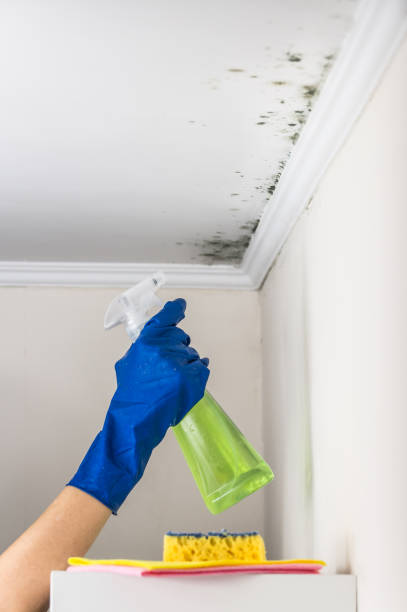 Best Certified Mold Removal  in Glasgow, VA